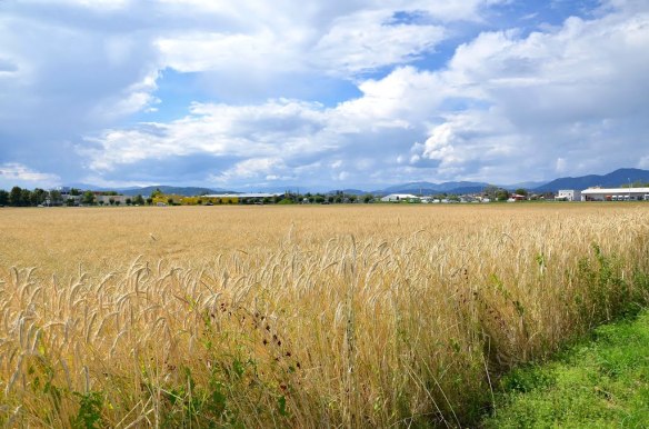 Crop field outside of Klagenfurt,